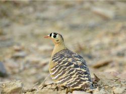 Painted Sandgrouse